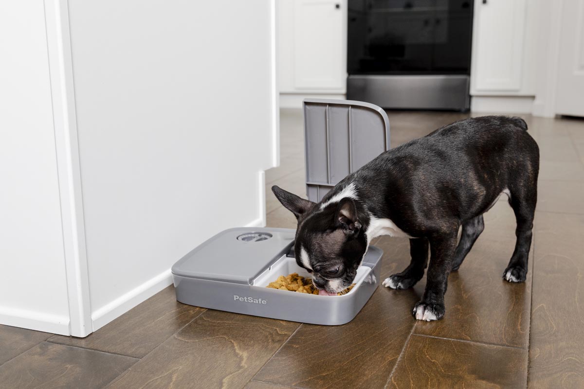 dog and automatic feeder