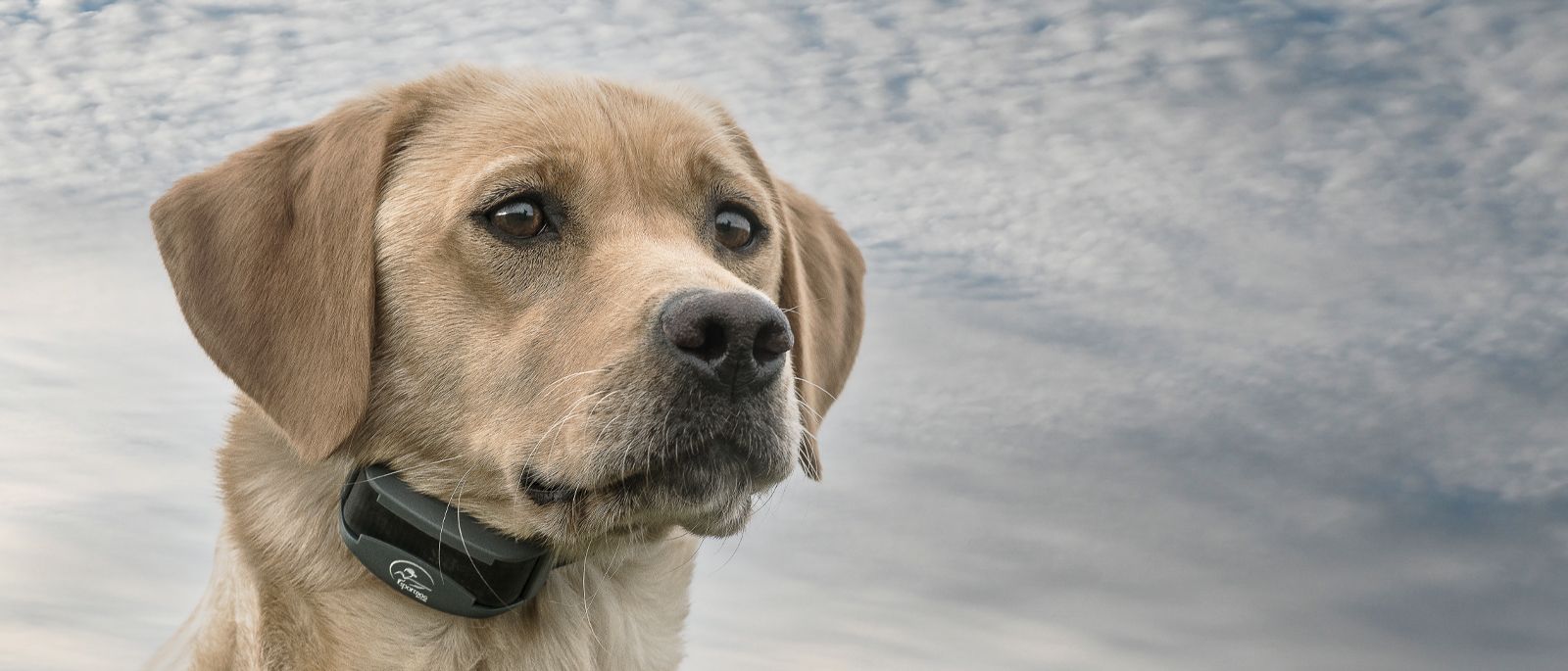 Shock fashion collar for labrador