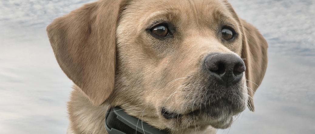 Yellow Lab wearing e-collar
