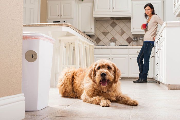 dog patiently avoiding trash can with invisible fence indoor shield 