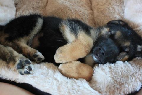 puppy napping