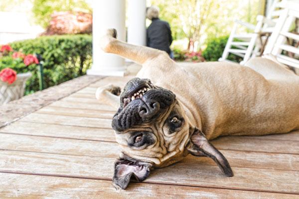 Do Dogs Laugh?