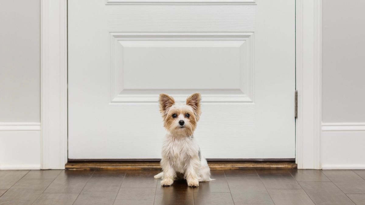 Puppy sitting in front of door