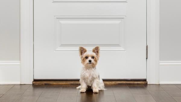 Puppy sitting in front of door