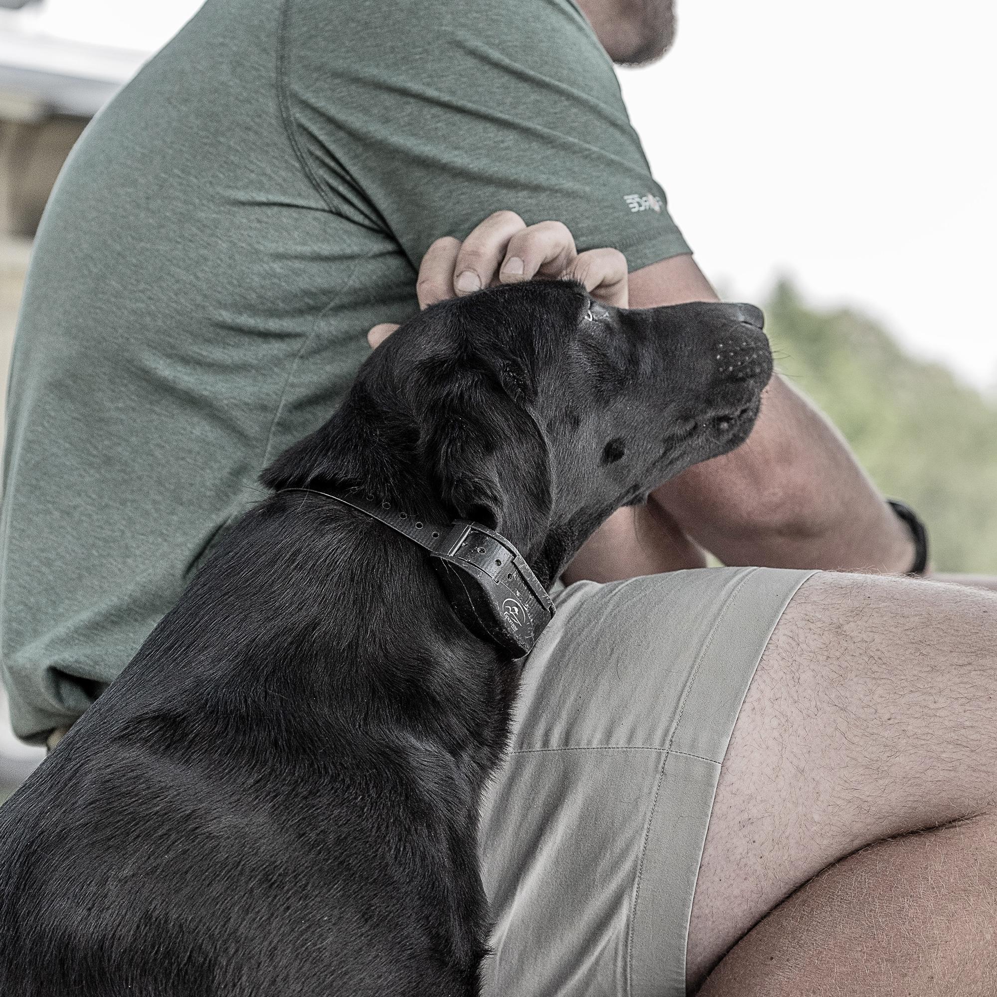 Black lab getting pets from trainer