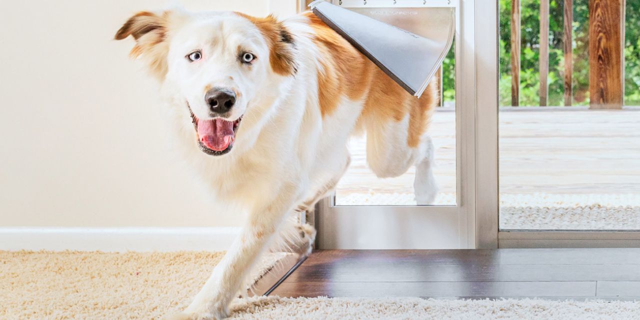 dog smiling through pet flap