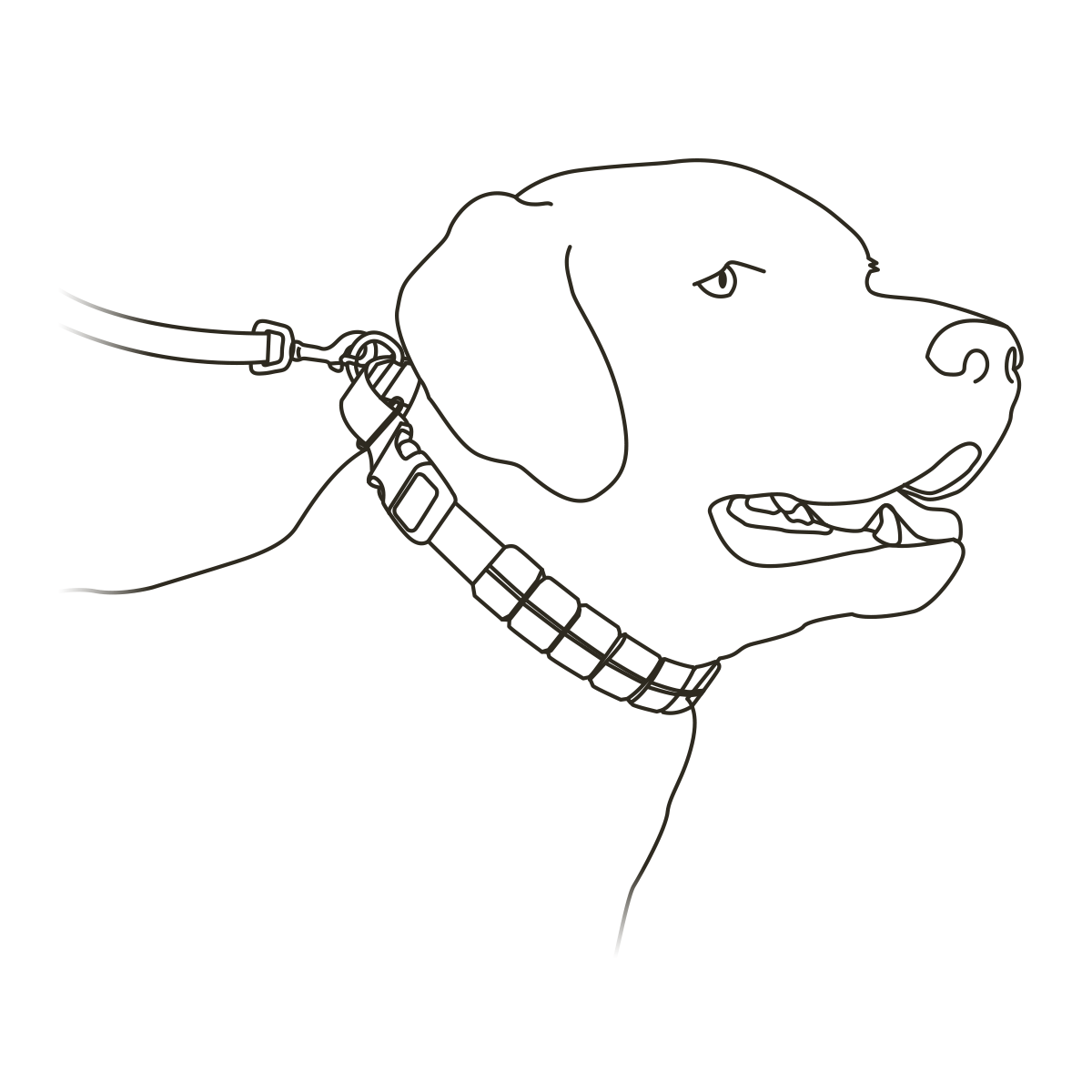 fit-soft-point-training collar-to-dog-illustration4