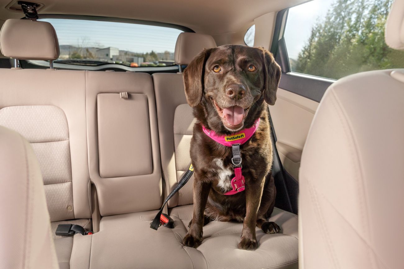 A dog secured in the back seat of a car with a harness and seatbelt tether, ready for a safe road trip.