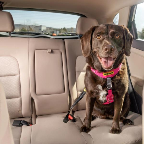 A dog secured in the back seat of a car with a harness and seatbelt tether, ready for a safe road trip.