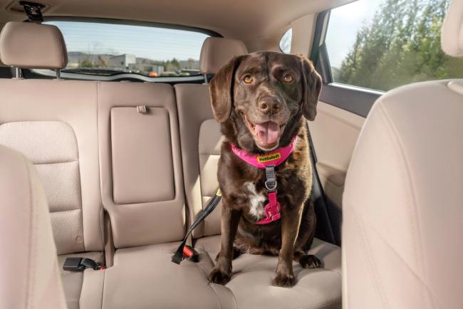 Chocolate lab secured with seatbelt tether and harness in back seat of car