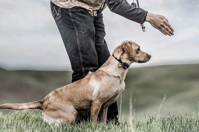 Dog wearing SportTrainer 425X