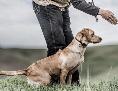 Labrador jaune concentré