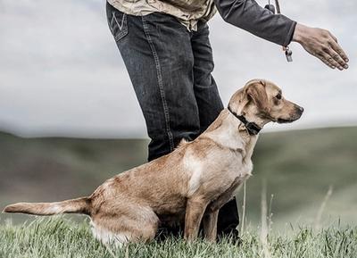 Yellow lab focused