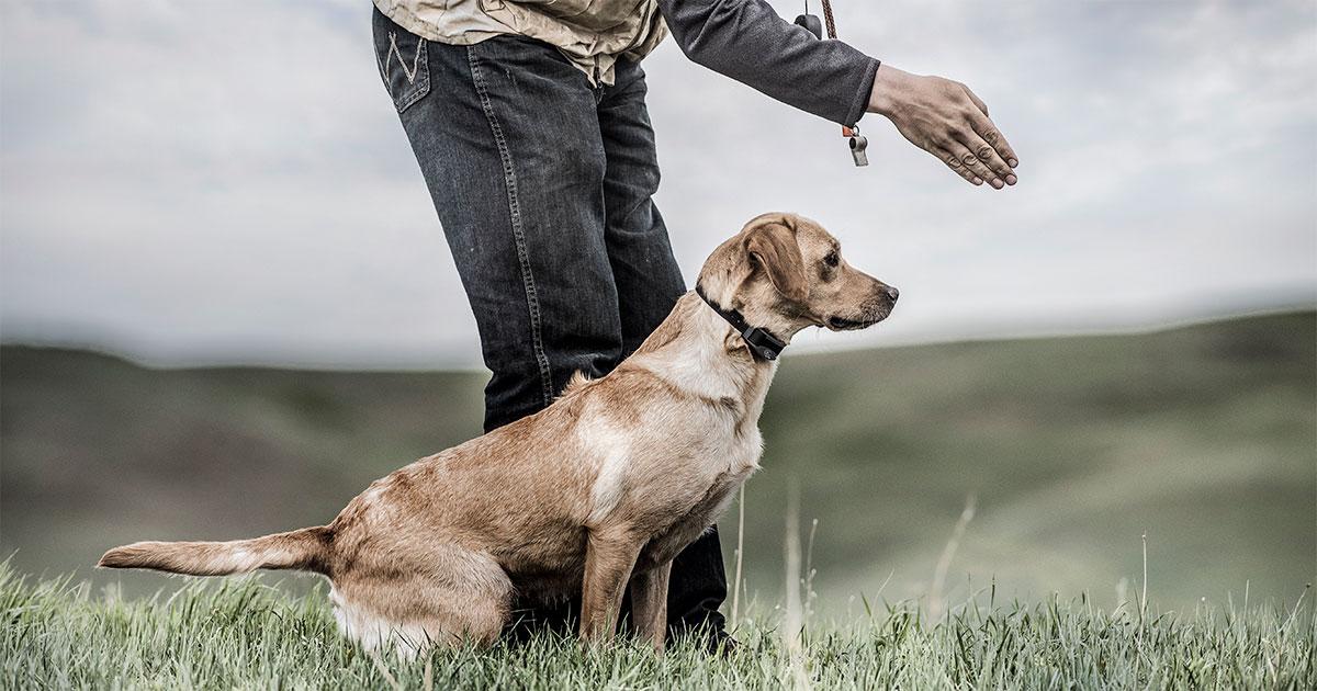 Yellow lab highly focused, sitting next to handler lining her out.