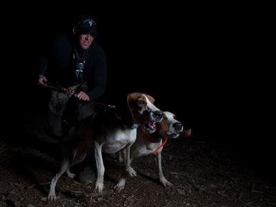 two hounds being held back on their leashes by handler in background