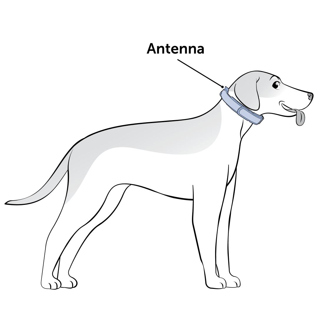 Fit The Collar While Your Dogs Standing
