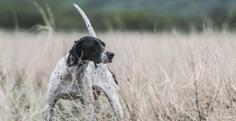 Chien dans un champ portant un collier électronique SportDOG