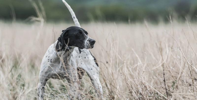 Dog wearing SportDOG e-collar in field
