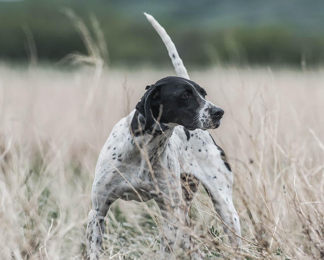 English Pointer dog on point in field