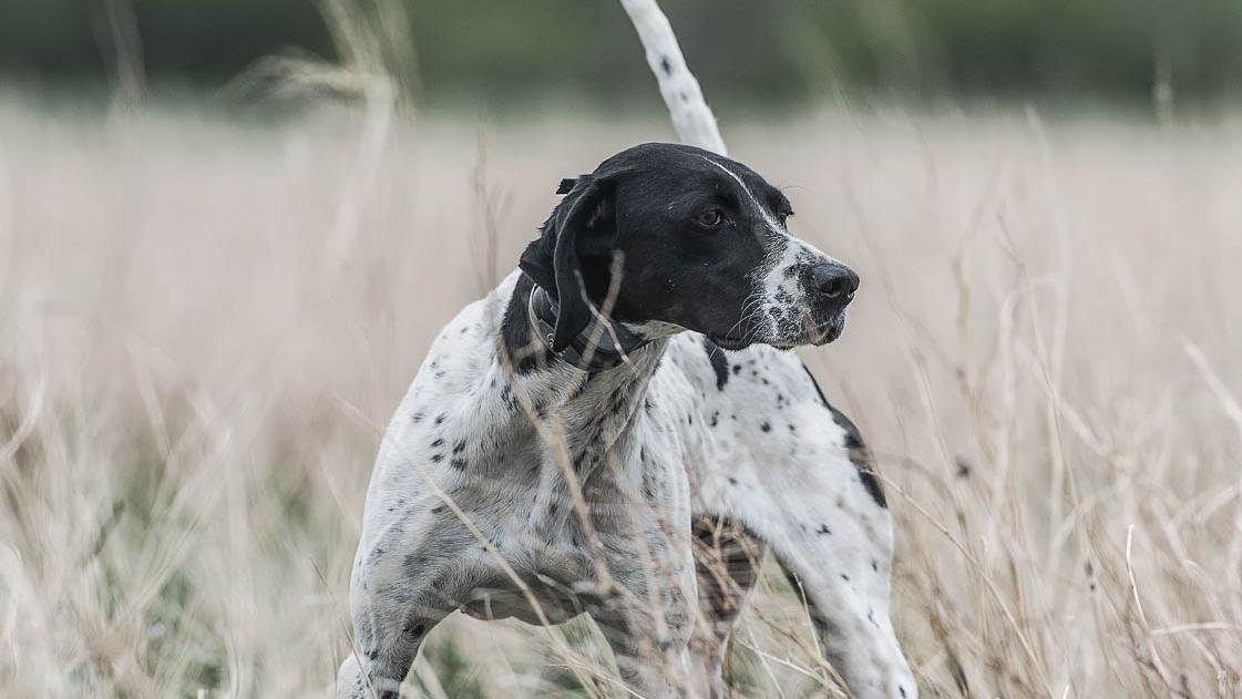 English Pointer dog on point in field