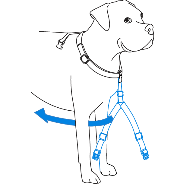 adjust-girth-strap-petsafe-sure-fit-harness-illustration1