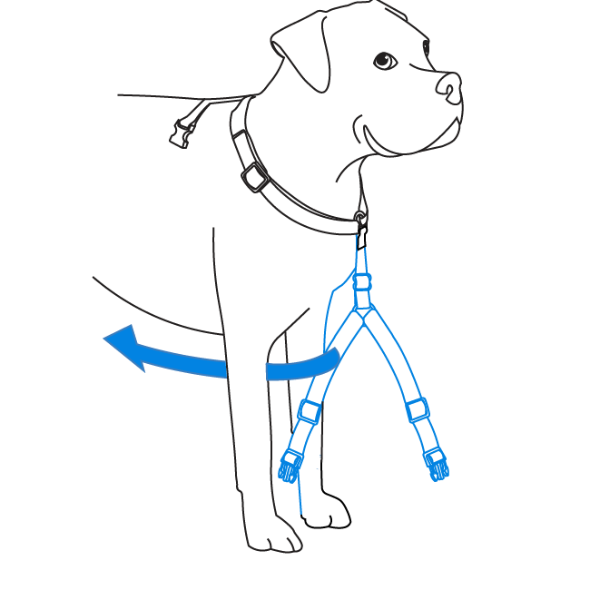 How To Use Your PetSafe Sure Fit Harness how-to-use-your-petsafe-sure-fit-harness