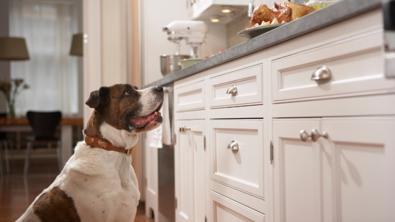 dog staying away from food on kitchen counter with Invisible Fence® Shields®