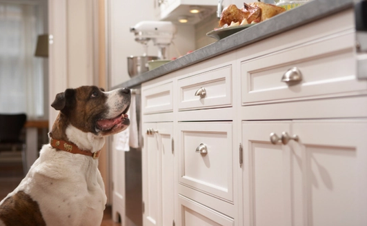 dog staying away from food on kitchen counter with Invisible Fence® Shields®