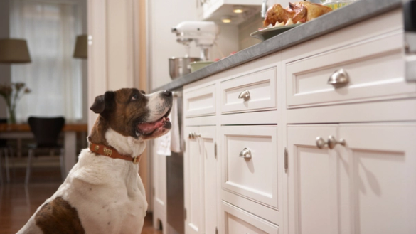 dog kept safely away from kitchen counter with food ingredients during meal prep