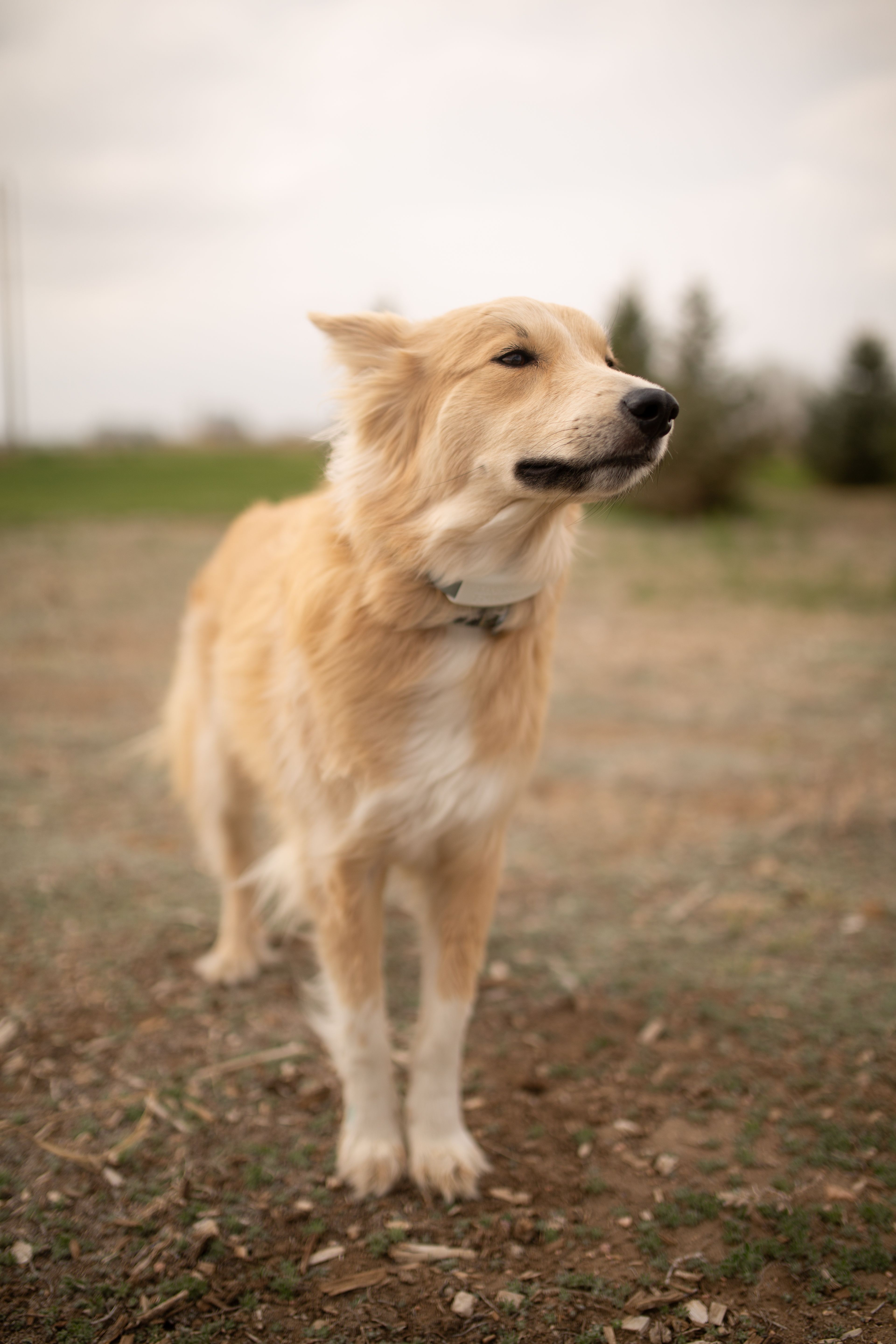 shepherd dog wearing invisible fence GPS dog collar in the yard 