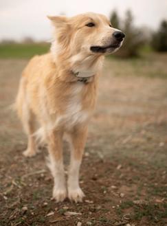 shepherd dog wearing invisible fence GPS dog collar in the yard