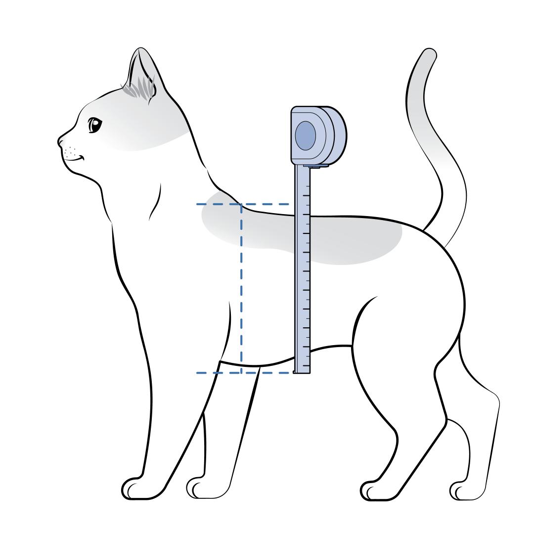 Measure Cat_Height