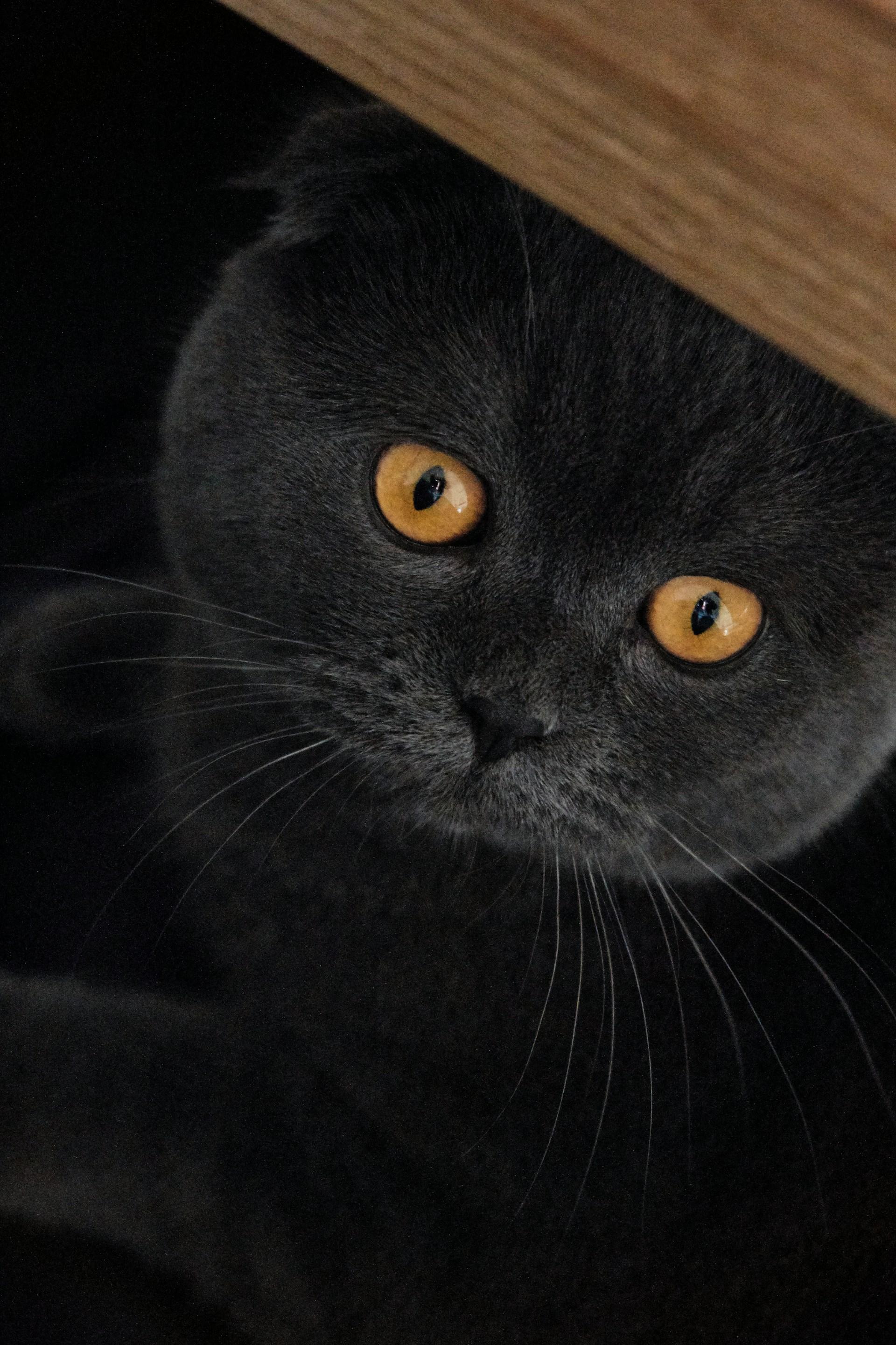 Scottish Fold Black Cat