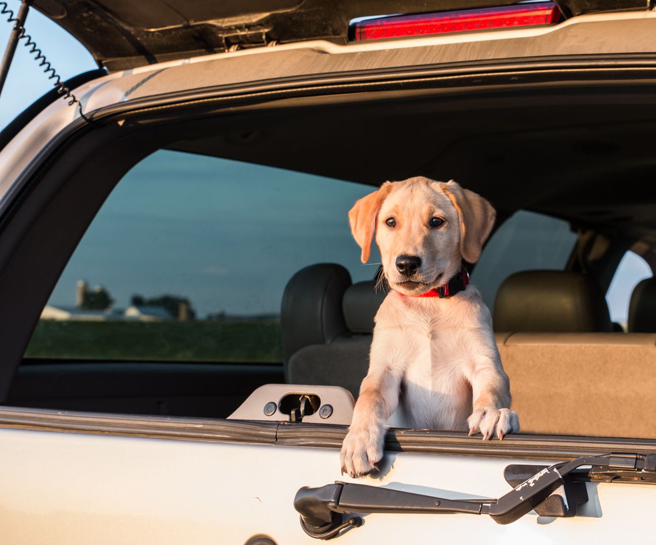 Lab puppy clearance accessories