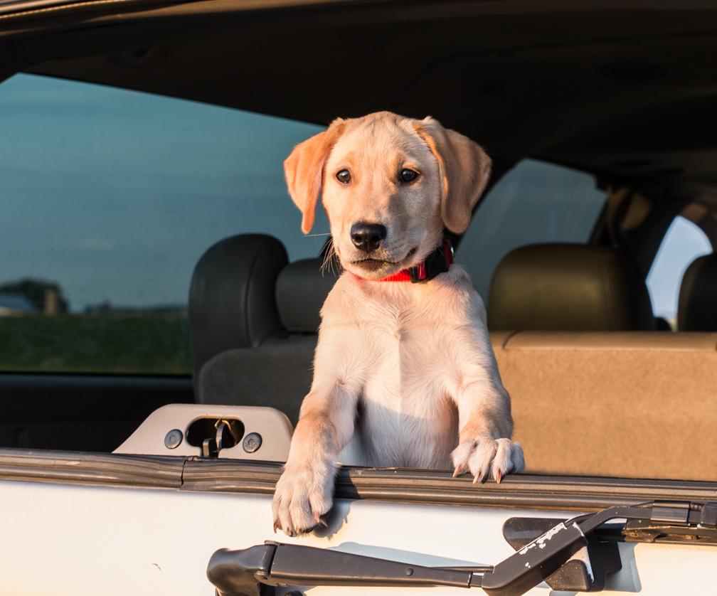 Yellow lab puppy in back of SUV with window open
