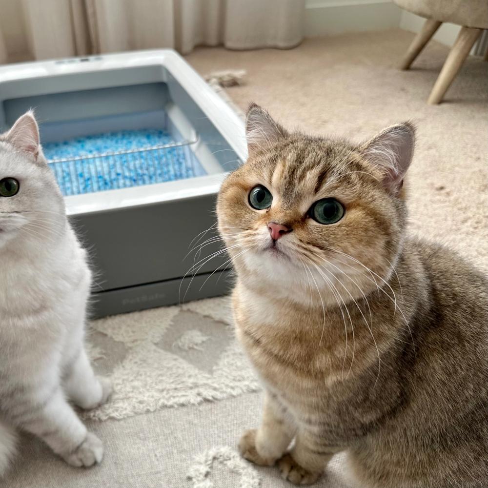 cats and litter box