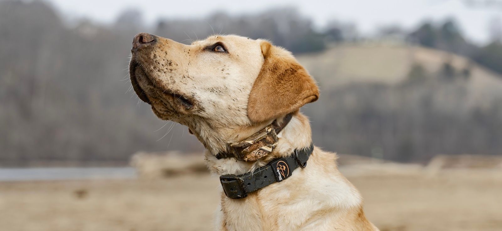 Dog with collar on neck looking to the left