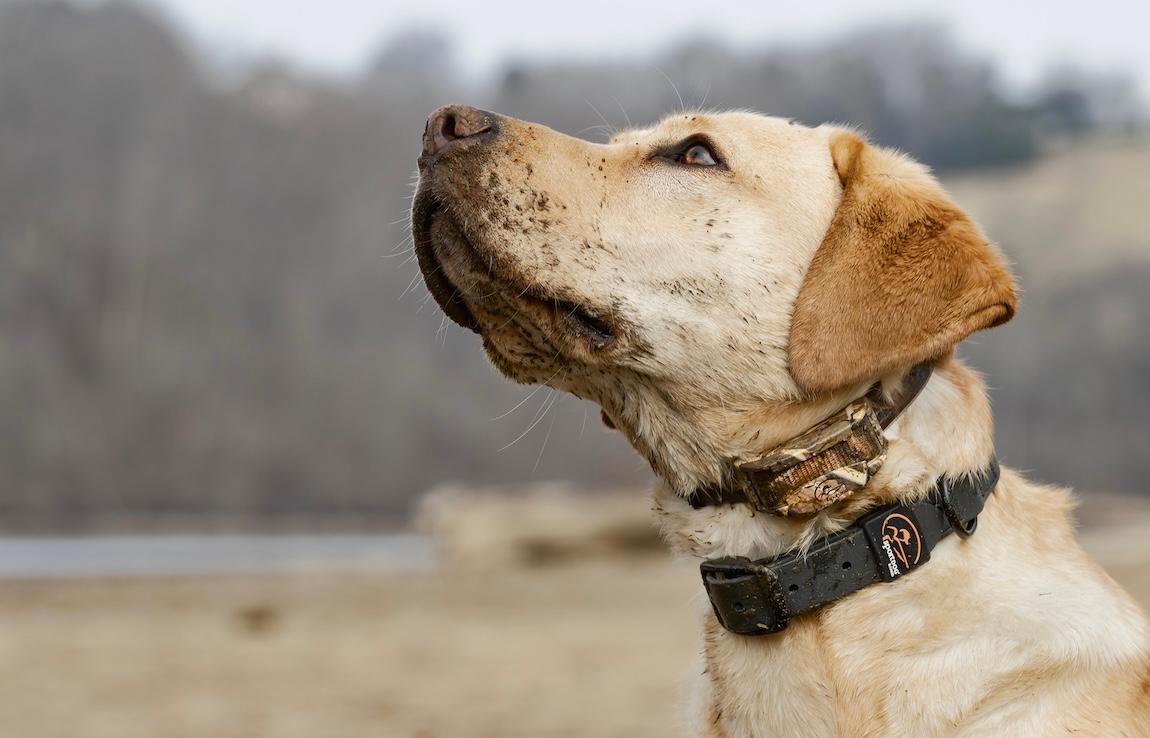 Dog with collar on neck looking to the left