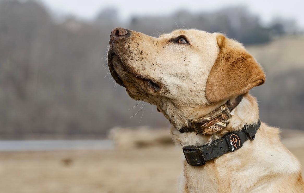 Dog with collar on neck looking to the left