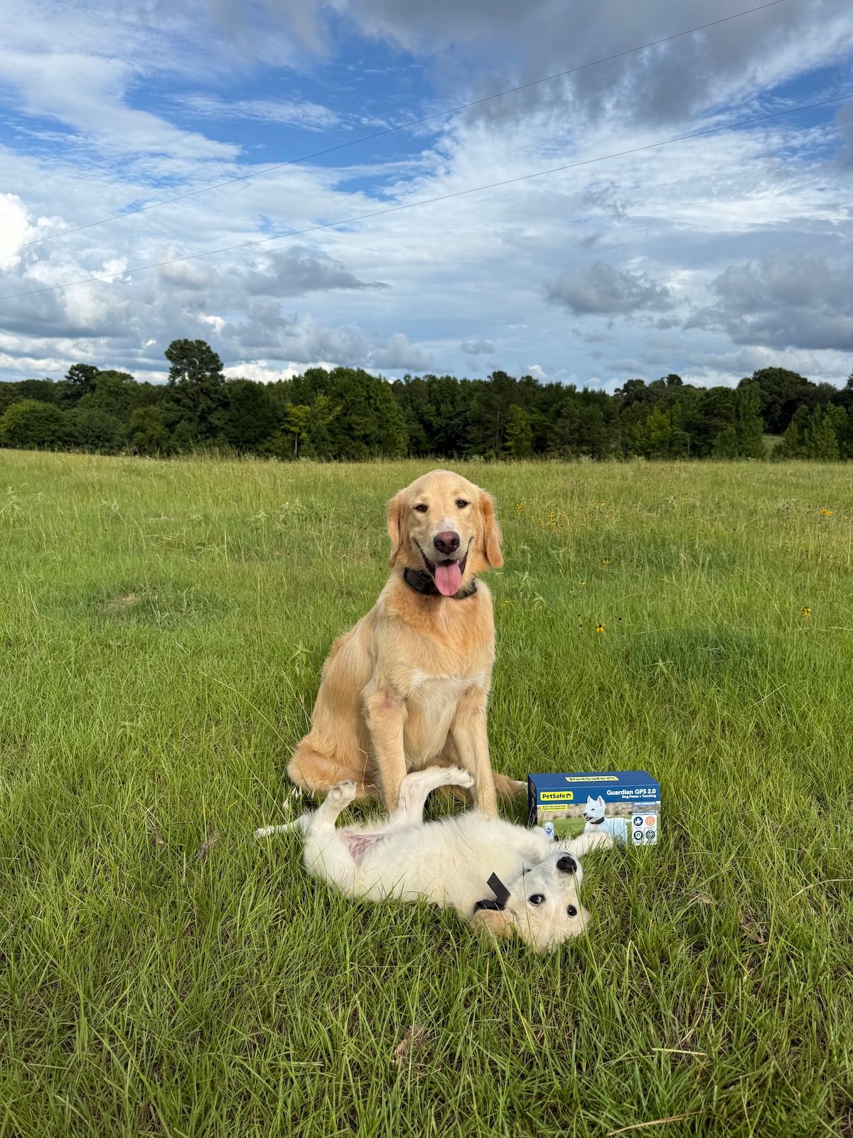 Golden retriever and golden retriever puppy wearing Guardian GPS 2.0 + Tracking collars in open field