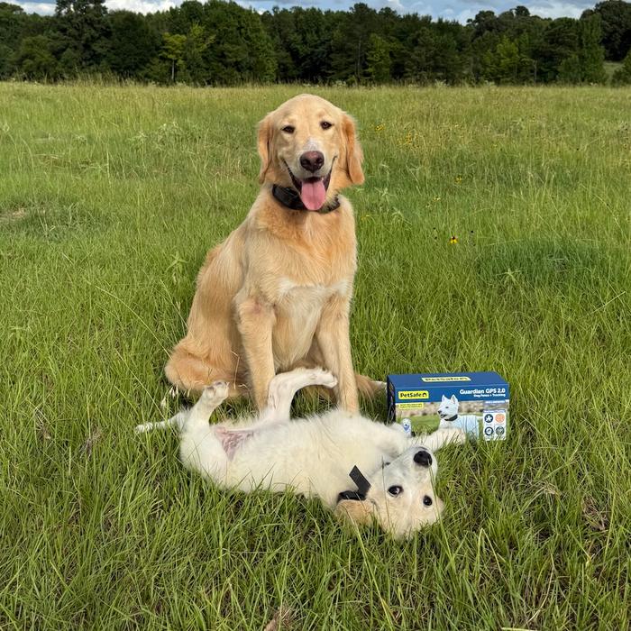 One adult dog and one puppy in a field wearing GPS collars
