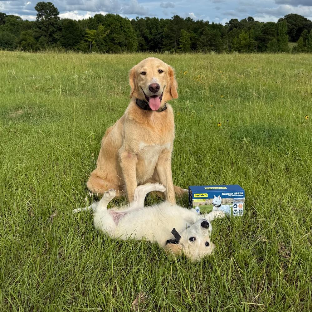 Golden retriever and golden retriever puppy wearing Guardian GPS 2.0 + Tracking collars in open field