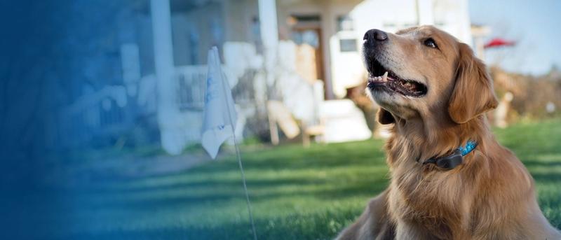 Happy Golden Retriever lying in front yard wearing Invisible Fence Brand collar.