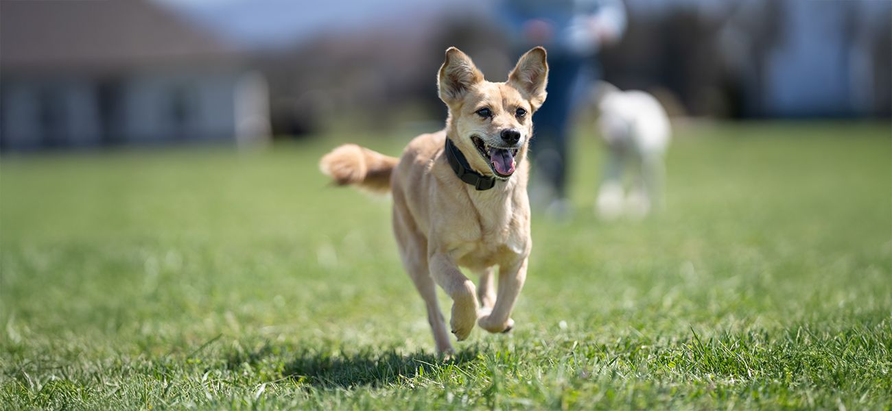 Dog running and wearing Guardian GPS Dog Fence collar