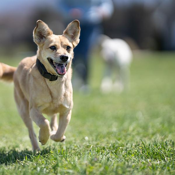 Dog running and wearing Guardian GPS Dog Fence collar
