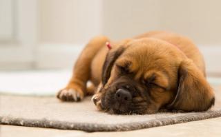 How to Train a New Puppy at Home