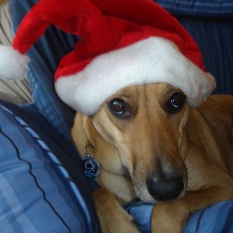 should you get a pet for christmas