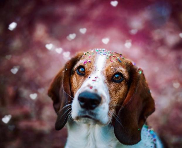 Meet 6 Pups Who Will Have Admirers Swiping Left