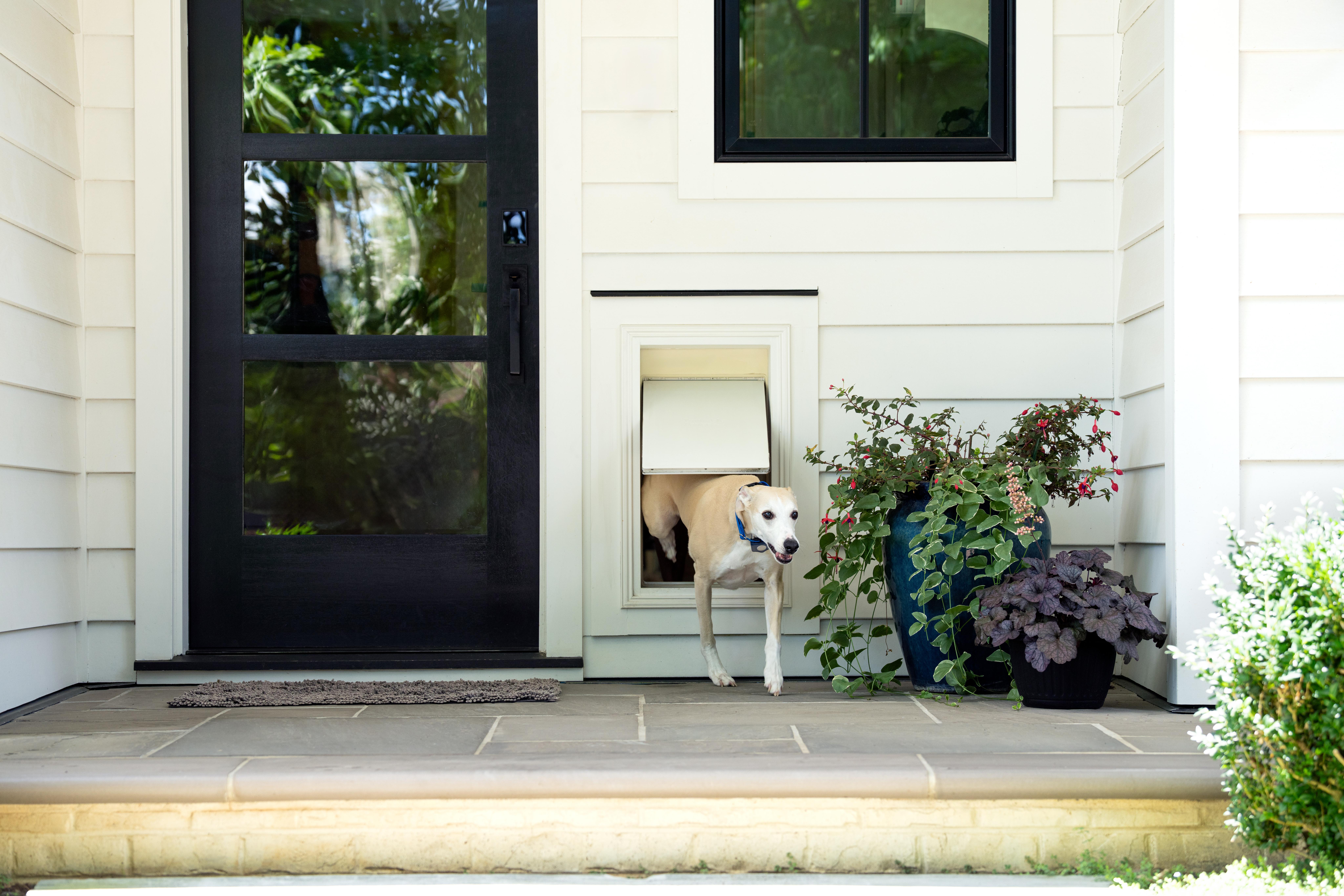 dog runs in the snow wearing Invisible Fence collar 
