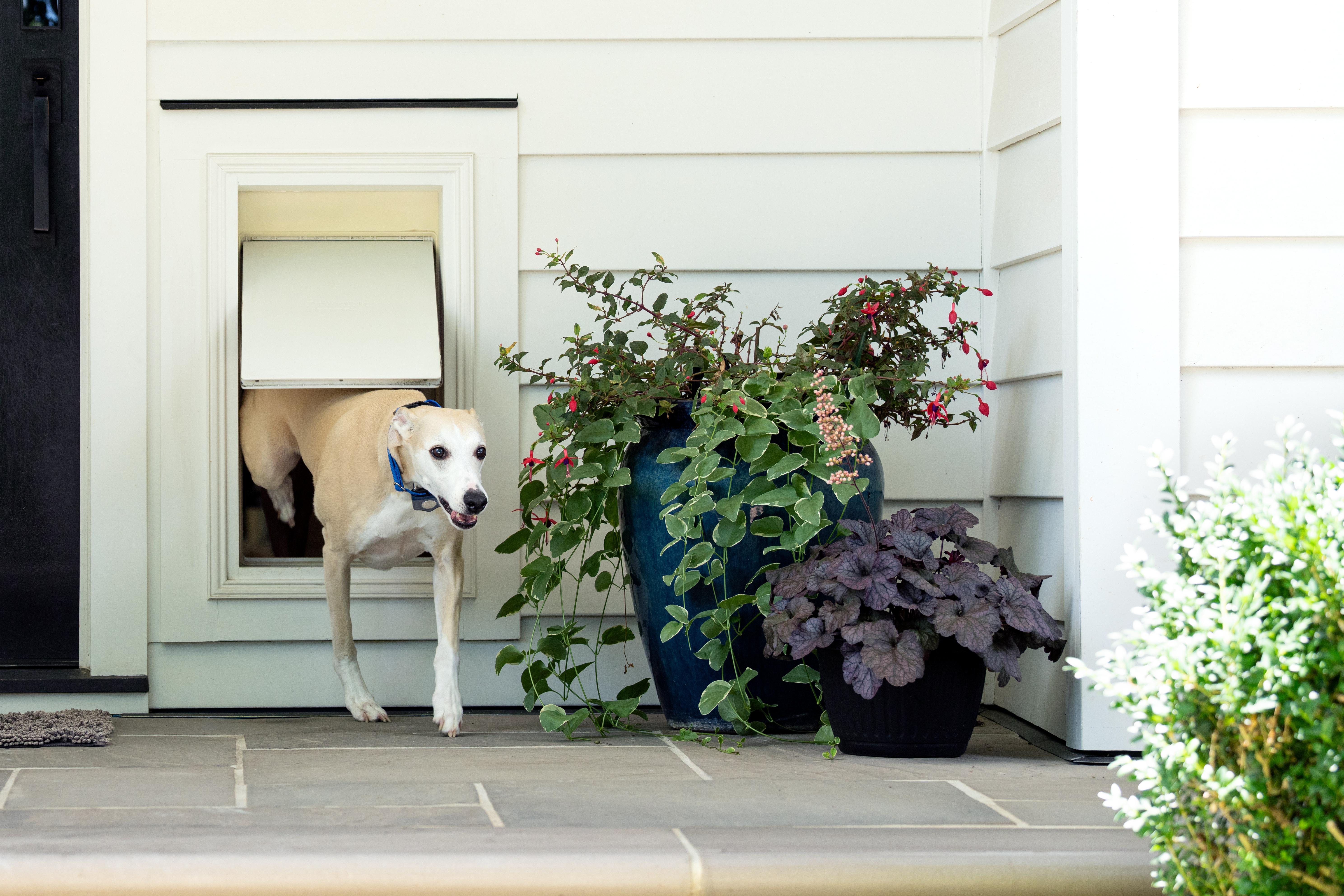 greyhound uses invisible fence pet door